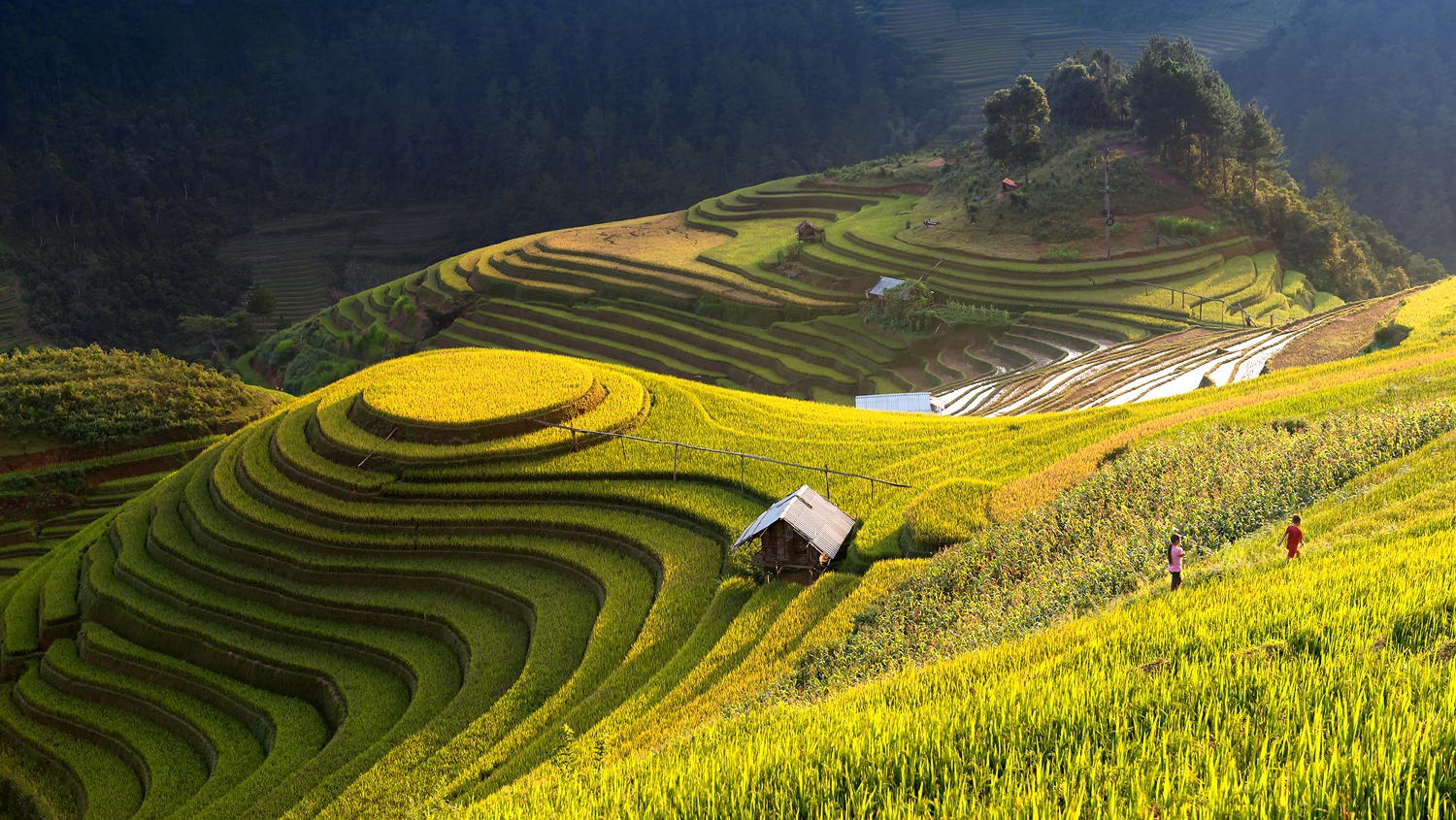 Ruộng bậc thang Hồ Thầu