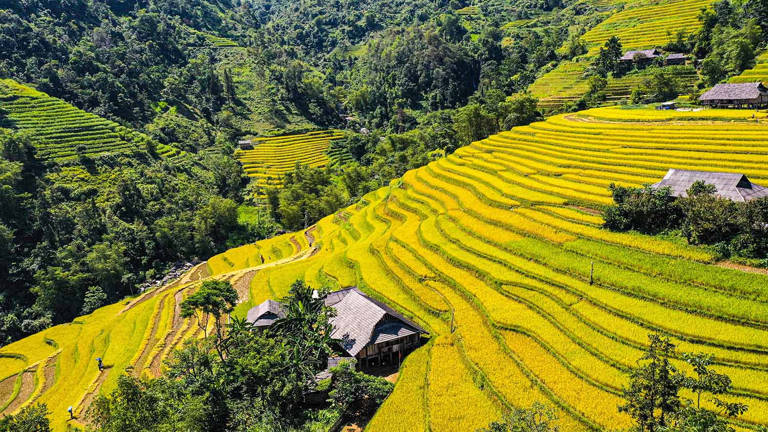 Ruộng bậc thang Bản Luốc