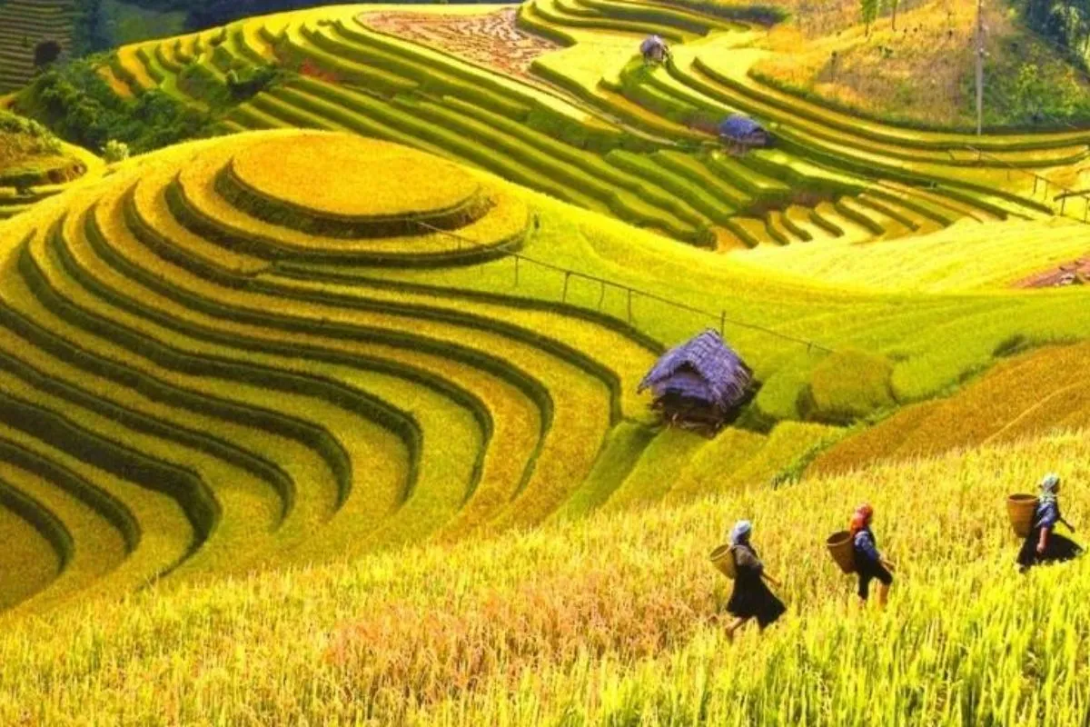 Hoang Su Phi Terraces