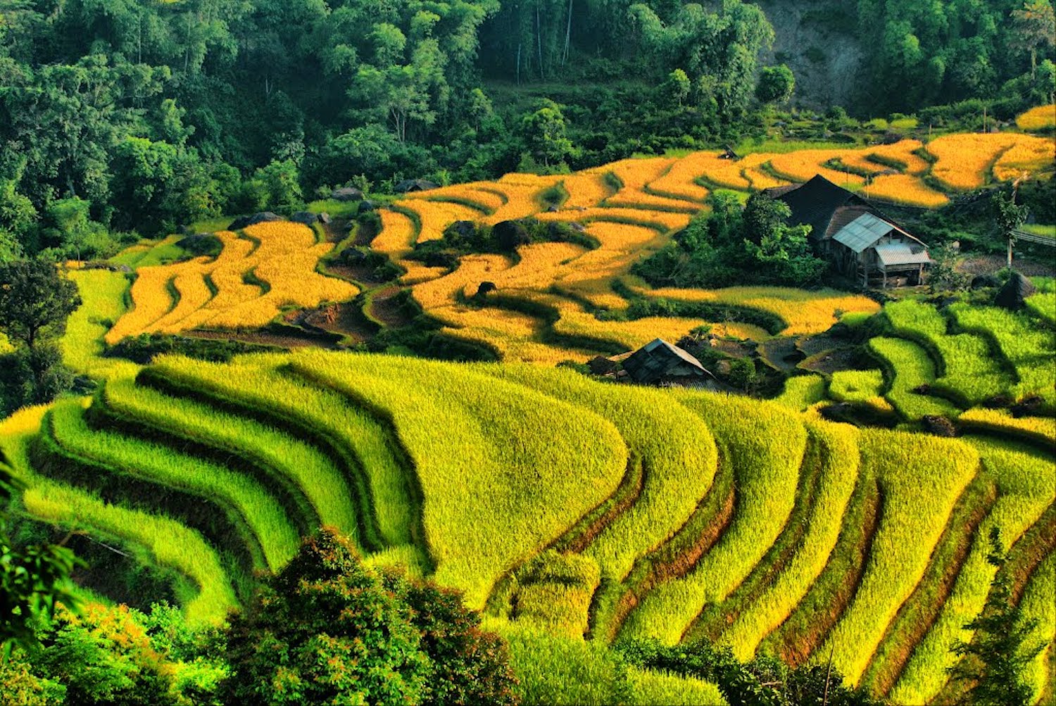 Ruộng bậc thang Nậm Ty