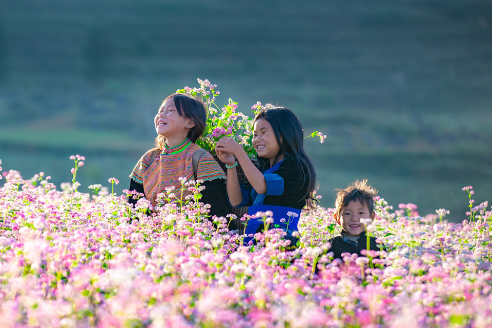 Lễ hội Hoa Tam Giác Mạch