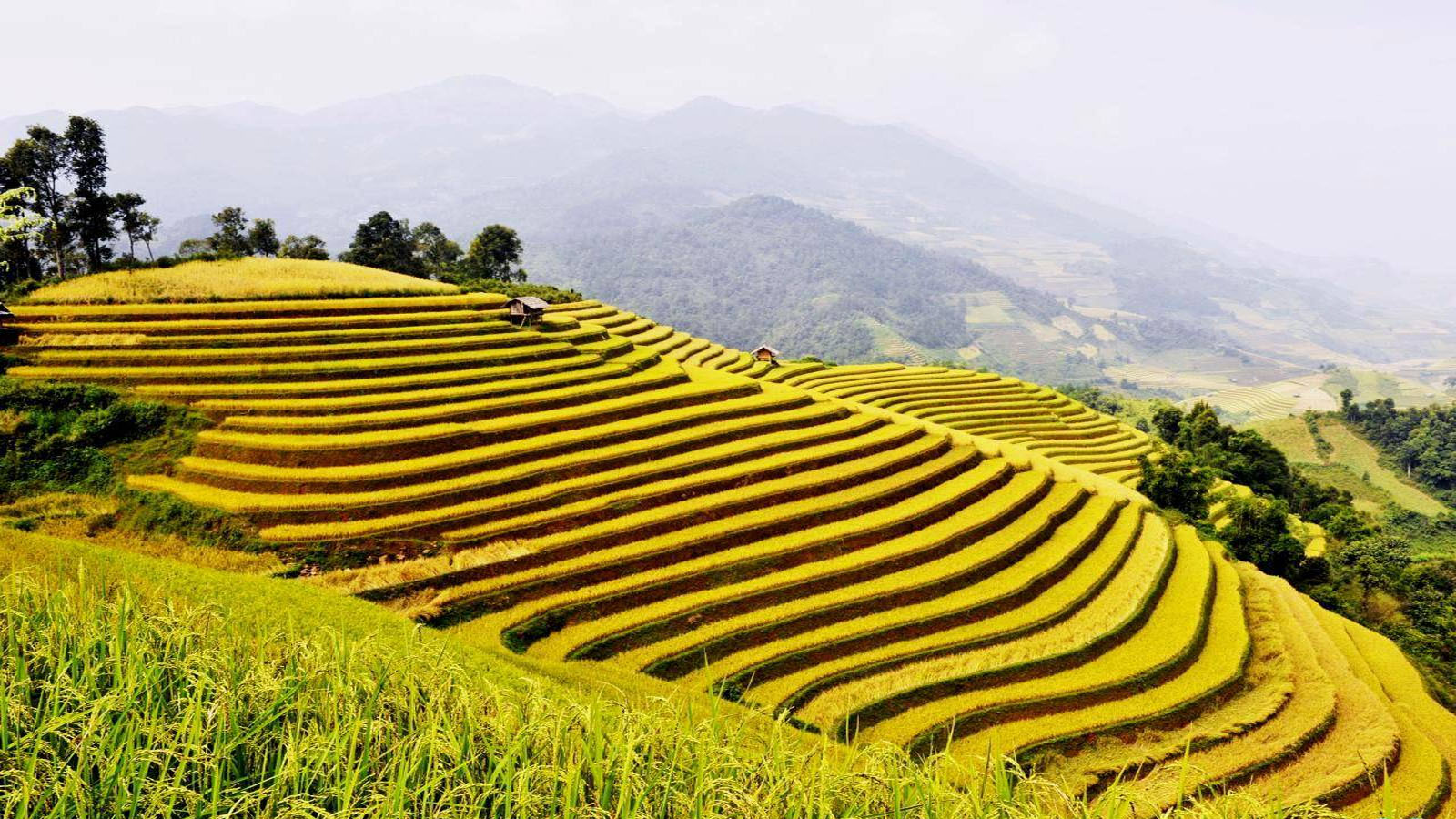 Top 10 Địa Điểm Ngắm Ruộng Bậc Thang Hà Giang Đẹp Nhất
