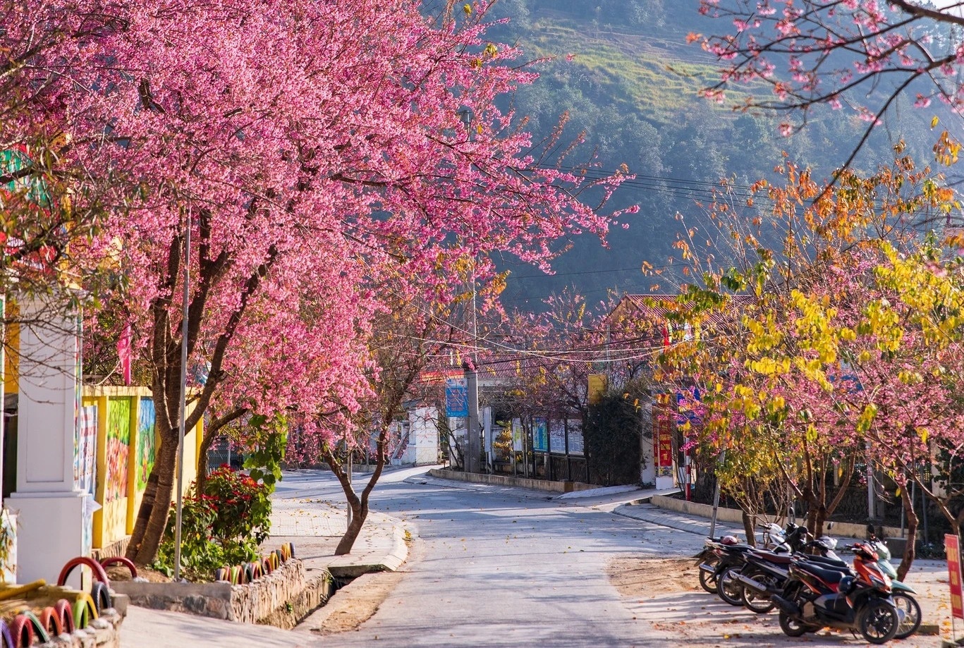 Mùa Hoa Đào, Hoa Mận Hà Giang – Tháng Mấy Đẹp & Ngắm Ở Đâu?