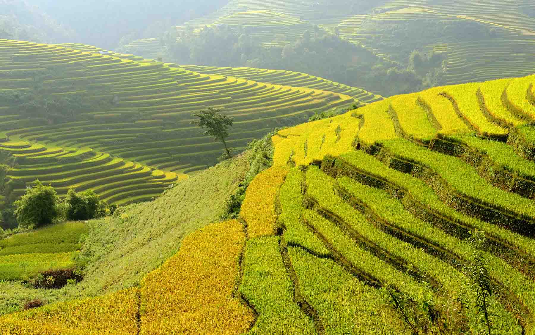 Hà Giang Tháng 9 Có Gì Đẹp? Mùa Lúa Chín, Thời Tiết & Lịch Trình