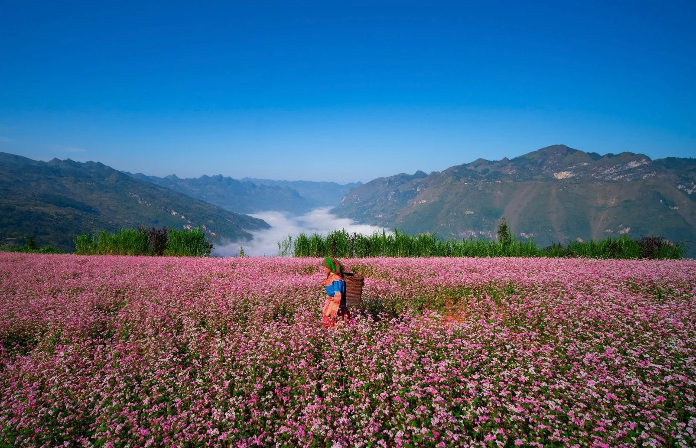 Ha Giang Buckwheat Flower Season – Best Time & Places to Visit