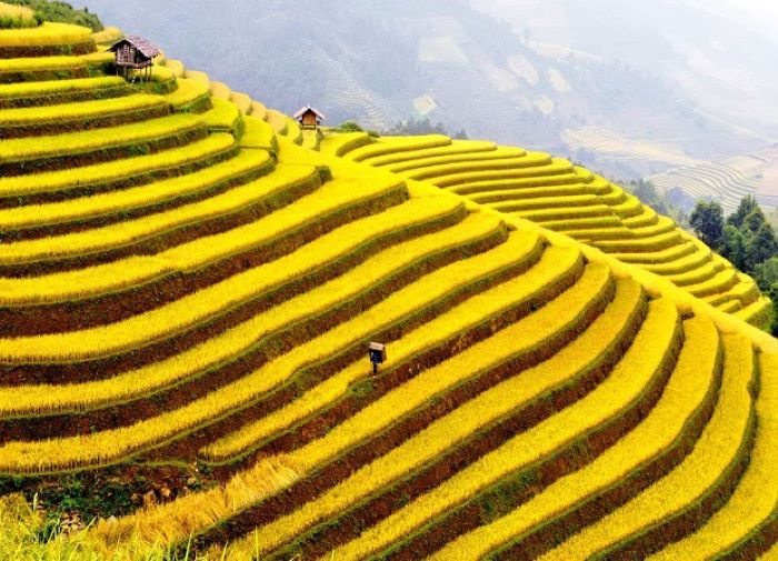 Mùa Lúa Chín Hà Giang – Tháng Mấy Đẹp & Ngắm Ở Đâu?